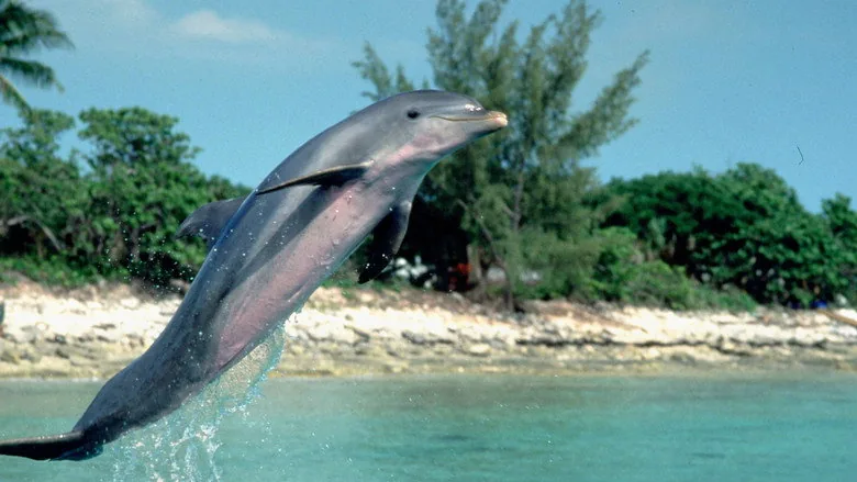 Flipper sahne 3